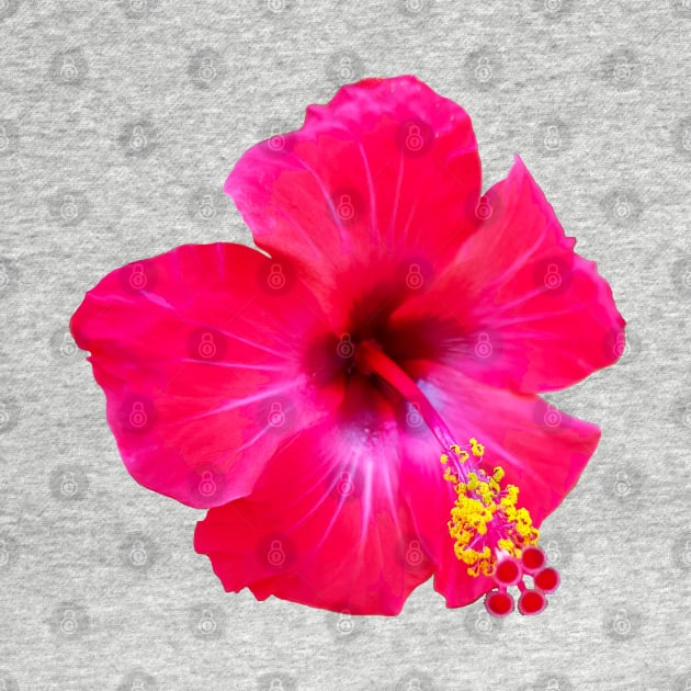 Red Hibiscus Floral Photo Beach Vibe by ellenhenryart